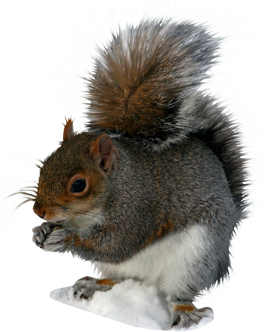 Eastern_ Gray_ Squirrel_ Eating_ Nut PNG with transparent background