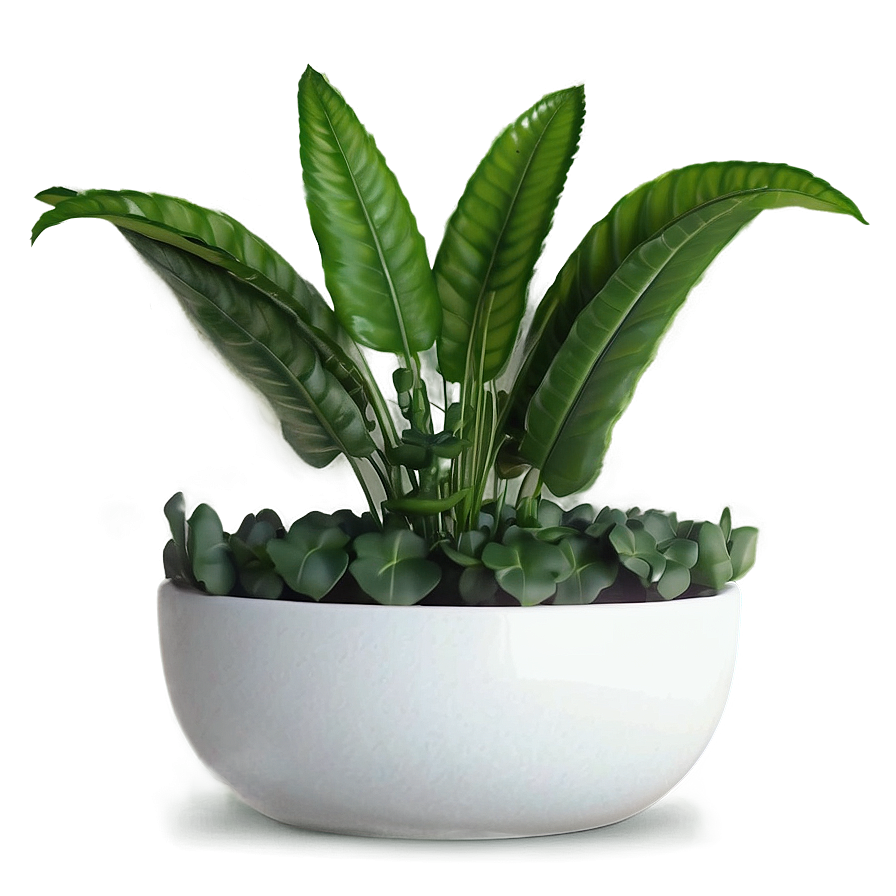 Easy Plant Care PNG 26 PNG with transparent background
