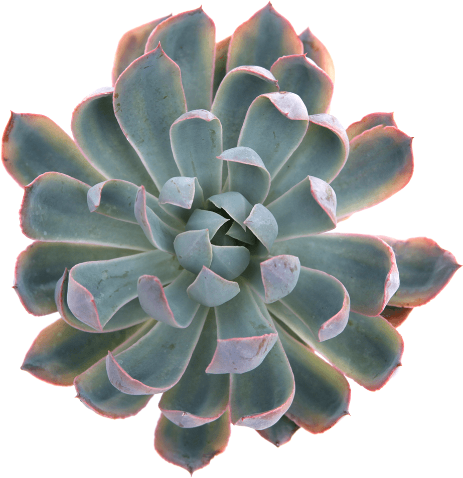 Succulent Plant Png - Blue Heron Succulent, Transparent Png PNG with transparent background