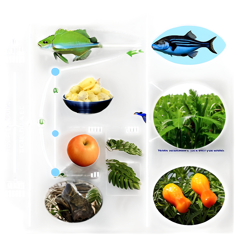 Ecological Food Web Chart Png Bqa