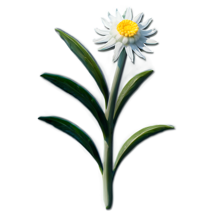 Edelweiss Mountain Flower Png 22