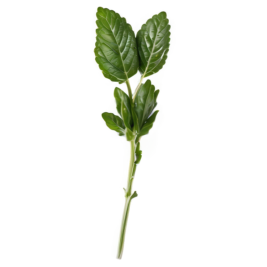 Edible Herb Png 06272024