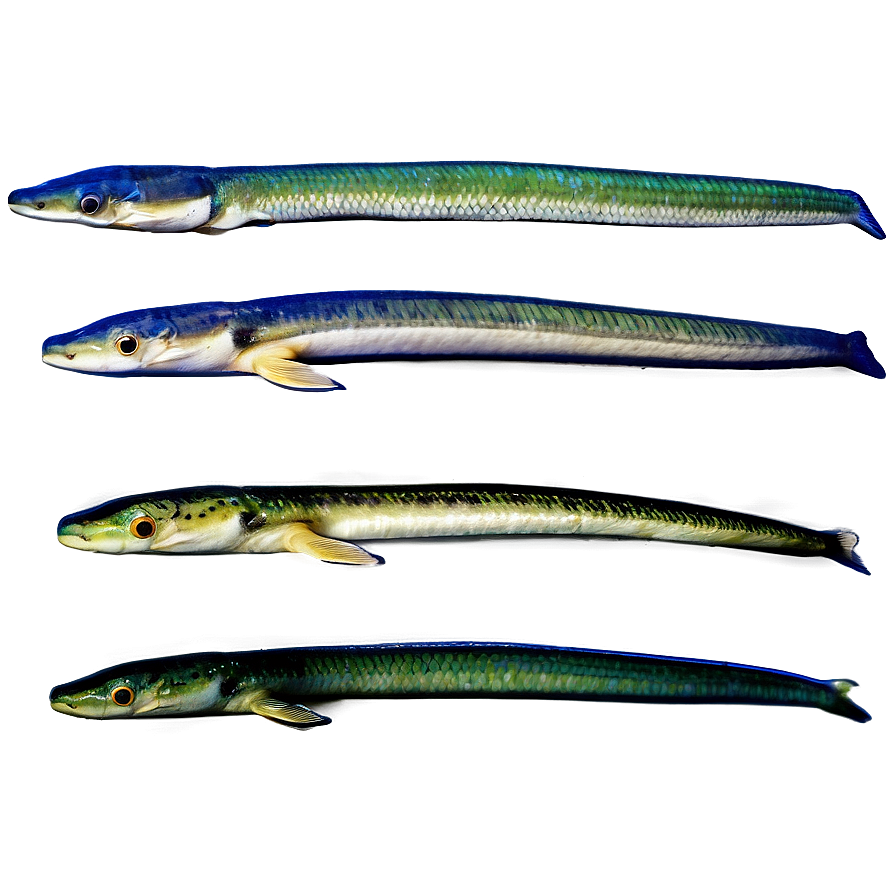 Eel Evolution Chart Png 84