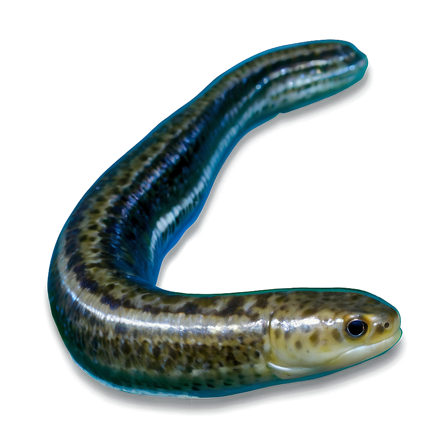 Eel Freshwater Stream Png Nbo