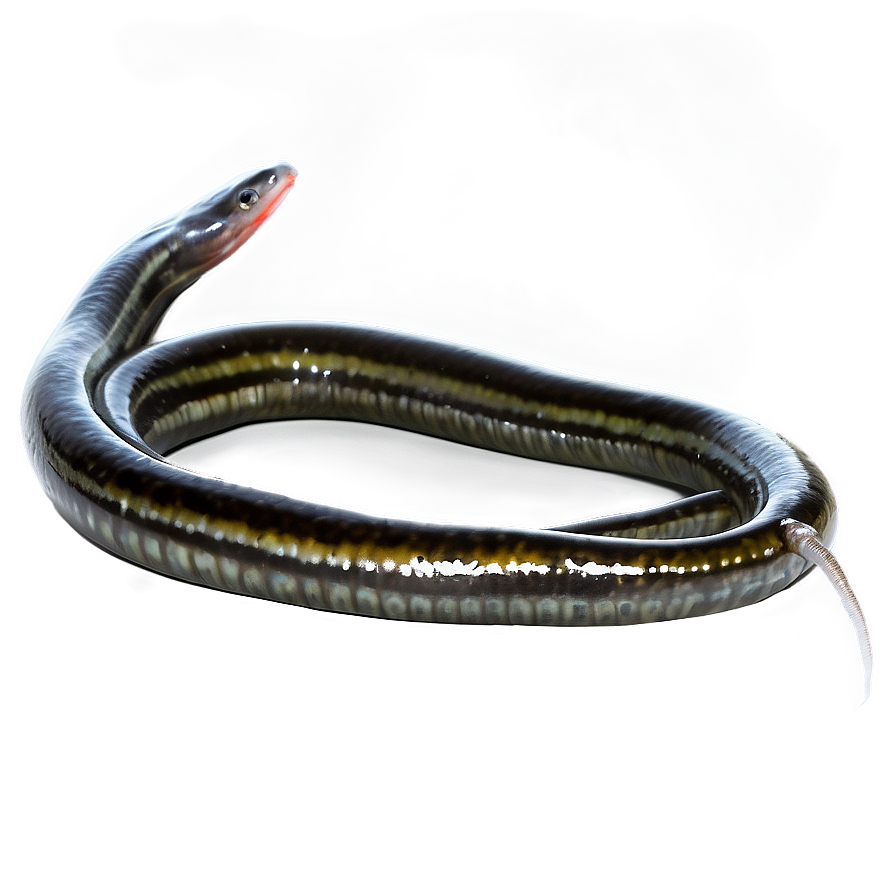 Eel Freshwater Stream Png Tie31