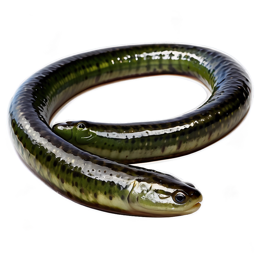 Eel In Seaweed Forest Png Khs48