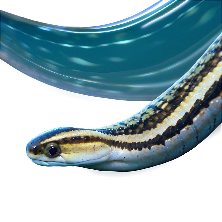 Eel In Water Background Png 49