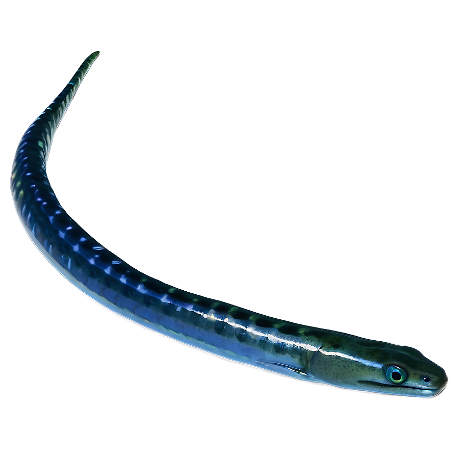 Eel Oceanic Journey Png 5