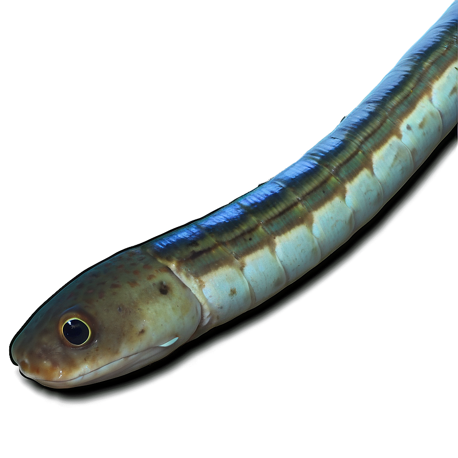 Eel Oceanic Journey Png Gel70