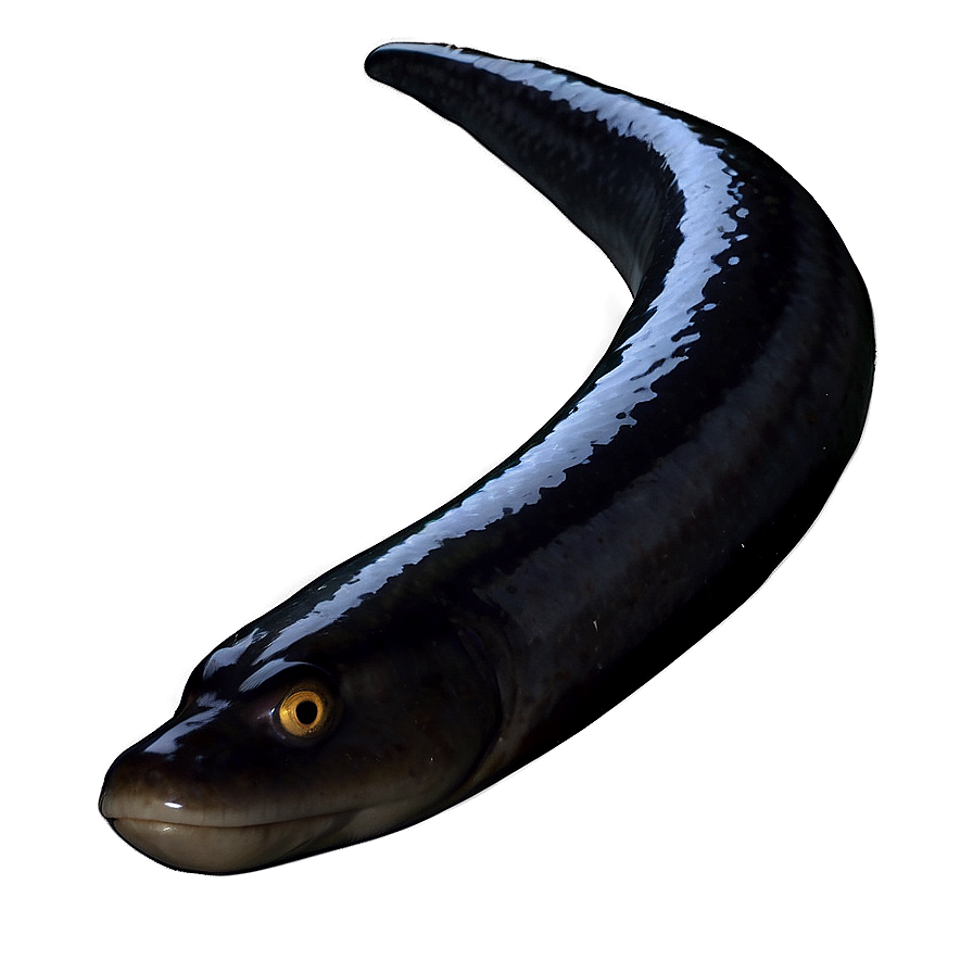 Eel Silhouette Profile Png 57