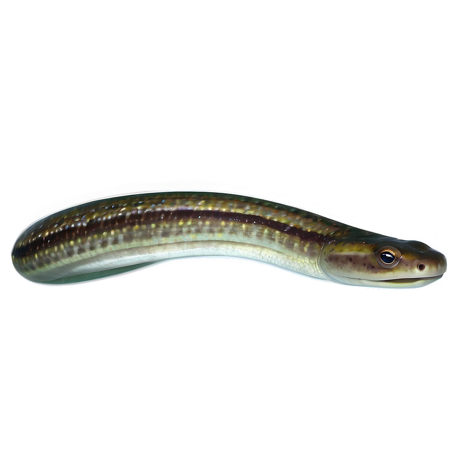 Eel Underwater World Png Acw