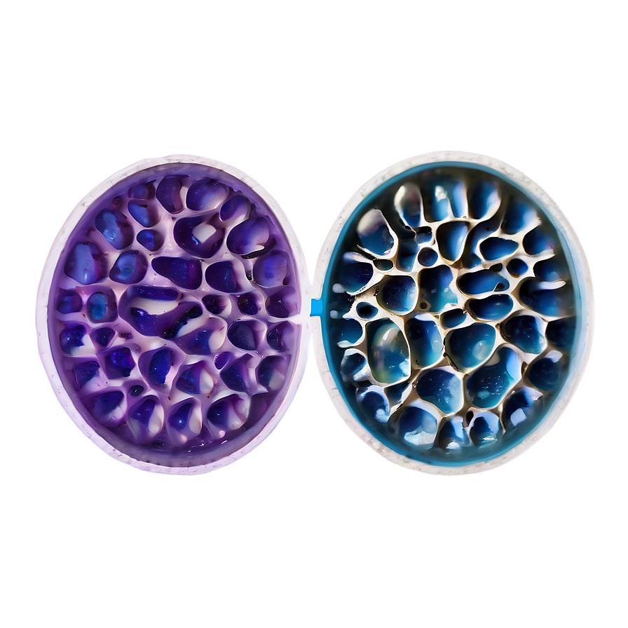 Egg Cells Visual PNG 52 PNG with transparent background