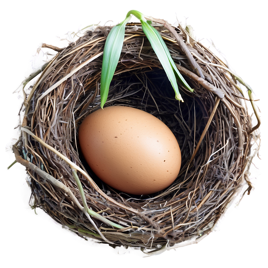 Egg In Nest Png Vxe