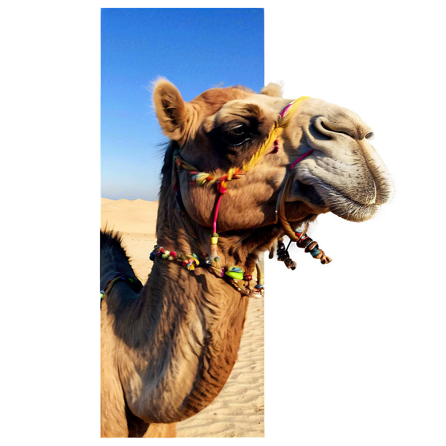 Egypt Desert Camel Caravan PNG dfc92 PNG with transparent background