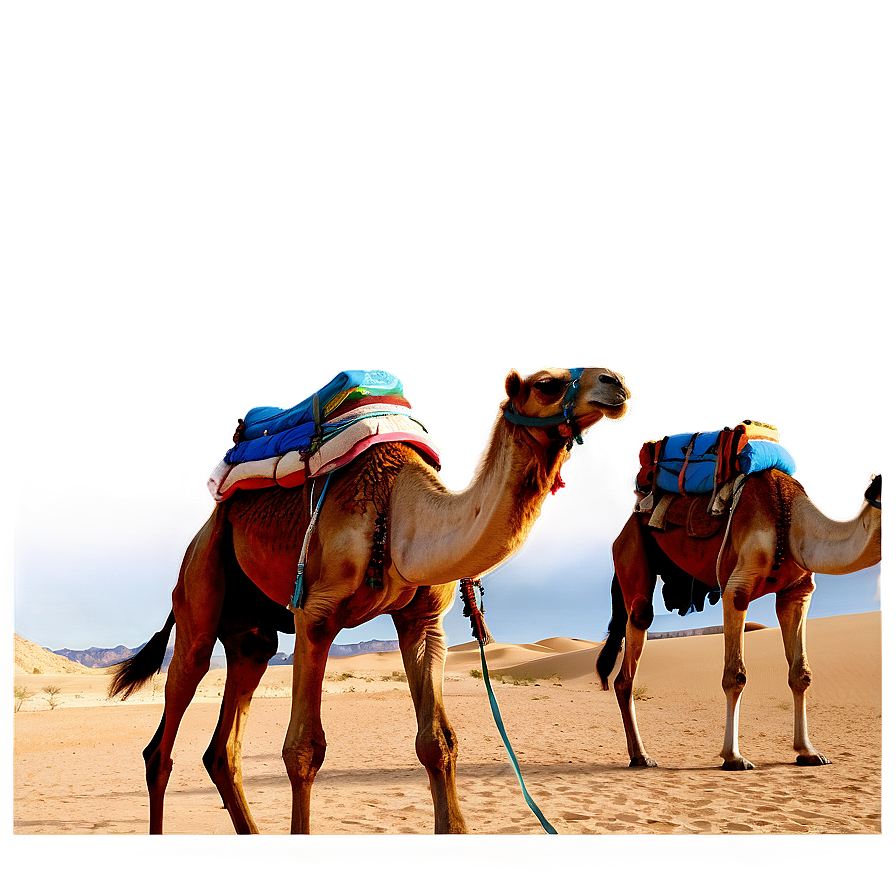 Egypt Desert Camel Caravan PNG pju PNG with transparent background