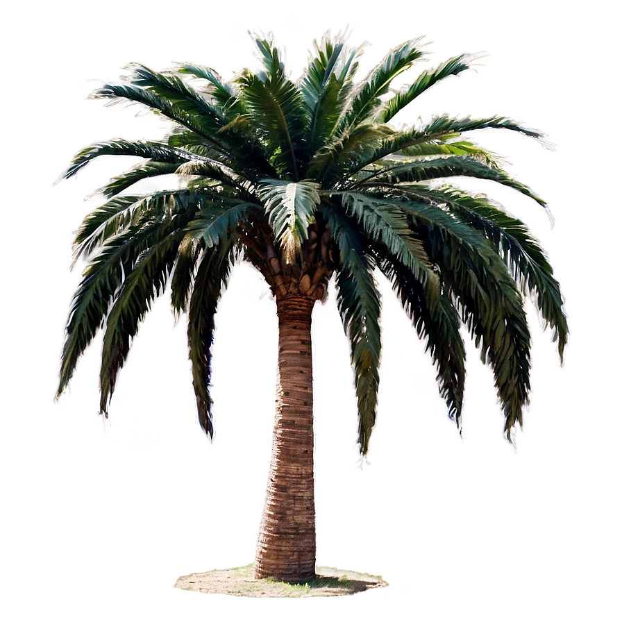 Egyptian Date Palm Trees Png Fpg53