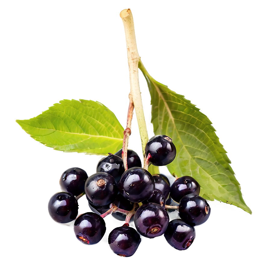 Elderberry Antioxidant Png Tvp4