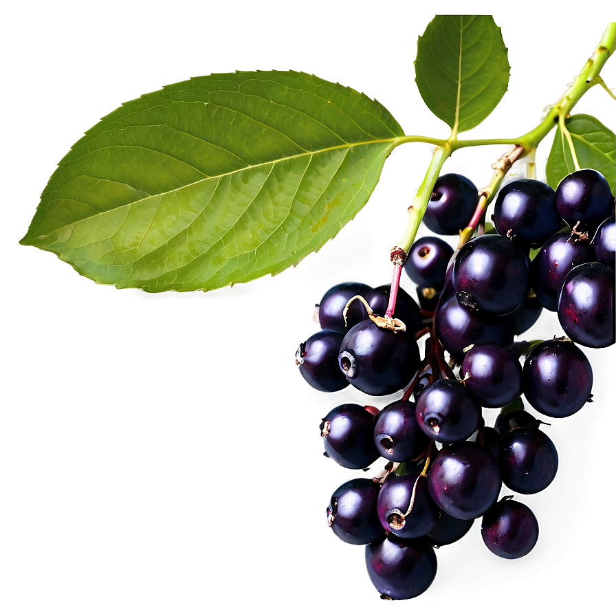 Elderberry Background Png 06252024