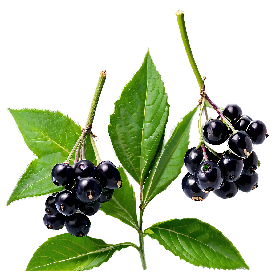 Elderberry Background Png Dho