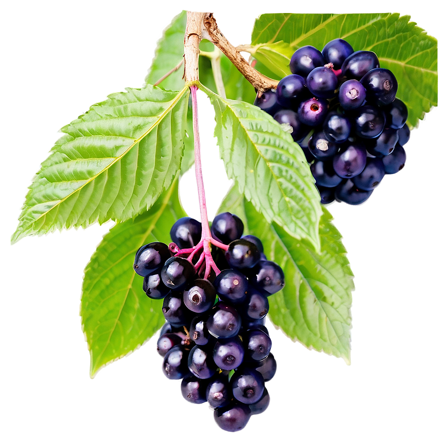 Elderberry Immune Support Png 43