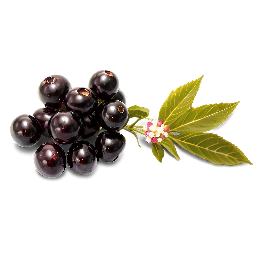 Elderberry Medicine Png 60