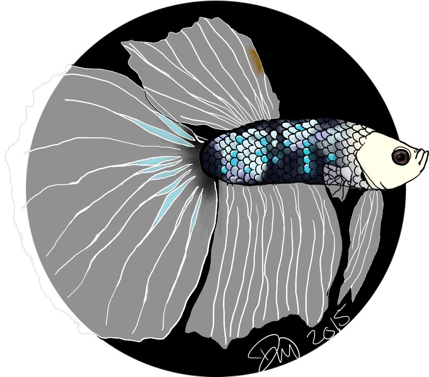 Elegant Betta Fish Illustration