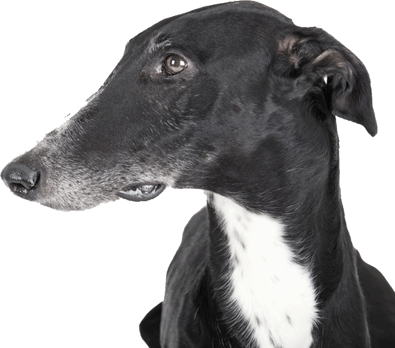 Elegant Black Greyhound Portrait