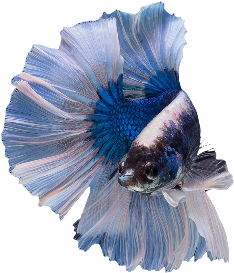 Elegant Blue Betta Fish