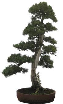 Elegant Bonsai Treein Pot 206x340 PNG image with a transparent background, free high-resolution download