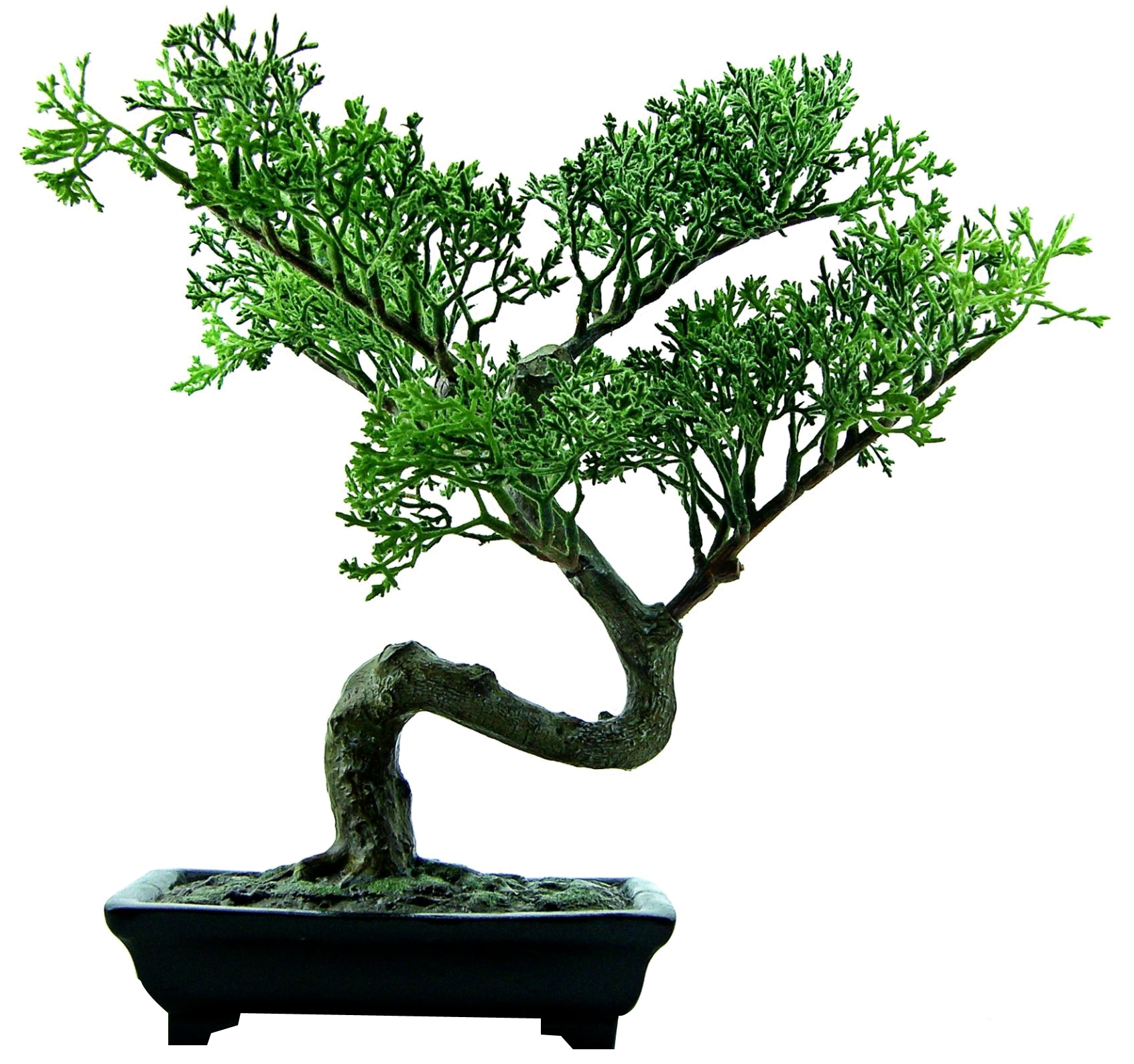Elegant Bonsai Treein Pot 1692x1587 PNG image with a transparent background, free high-resolution download