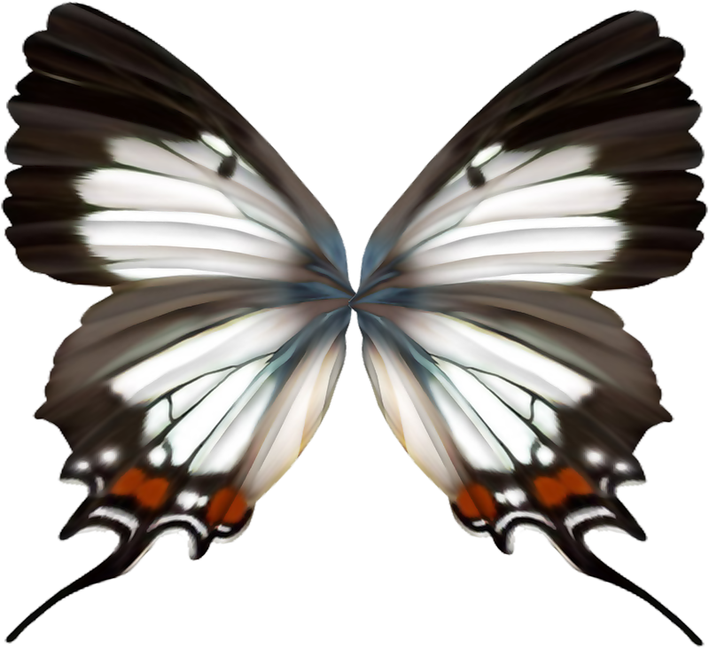 Elegant Butterfly Wings Symmetry