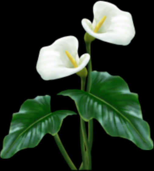 Elegant Calla Lilies Black Background PNG with transparent background