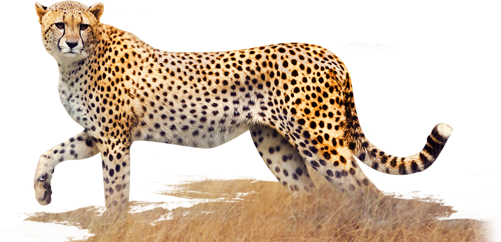 Elegant Cheetahin Stride