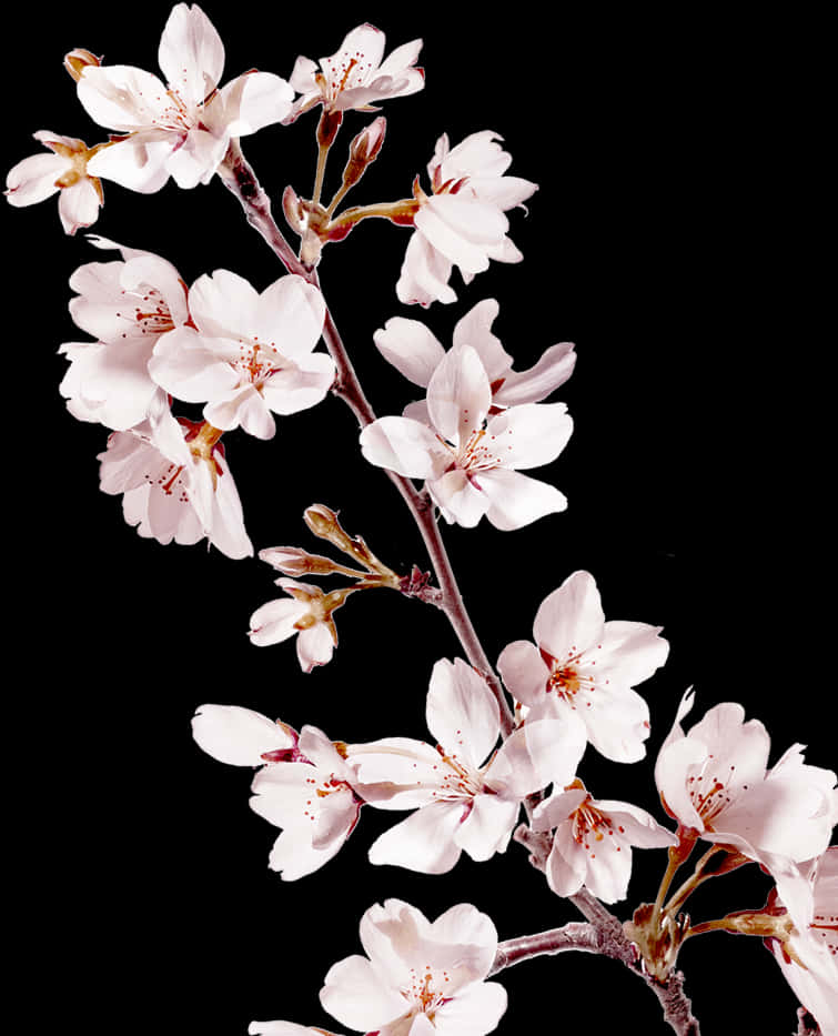 Skin Perfector- Sakura Makeup Refresher Mist - Real Cherry Blossom Png, Transparent Png