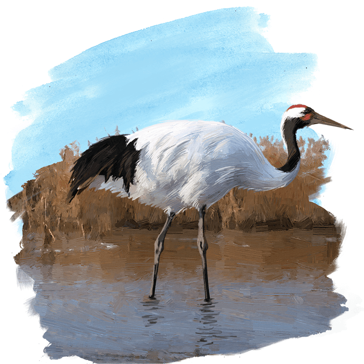 Elegant Crane Wading Water