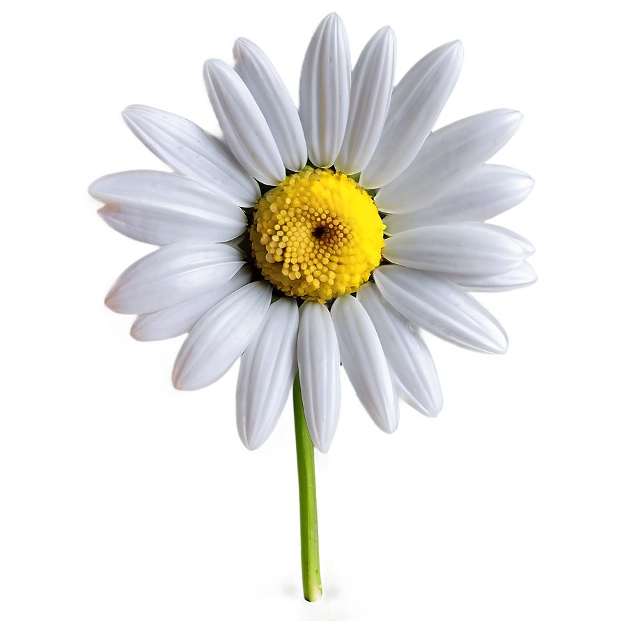 Elegant Daisy Png 21