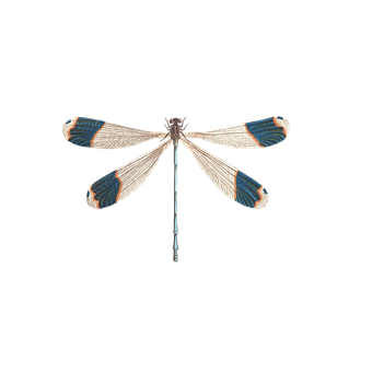 Elegant Dragonfly Black Background PNG with transparent background