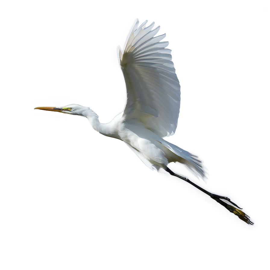 Elegant Egret Soaring Png 57