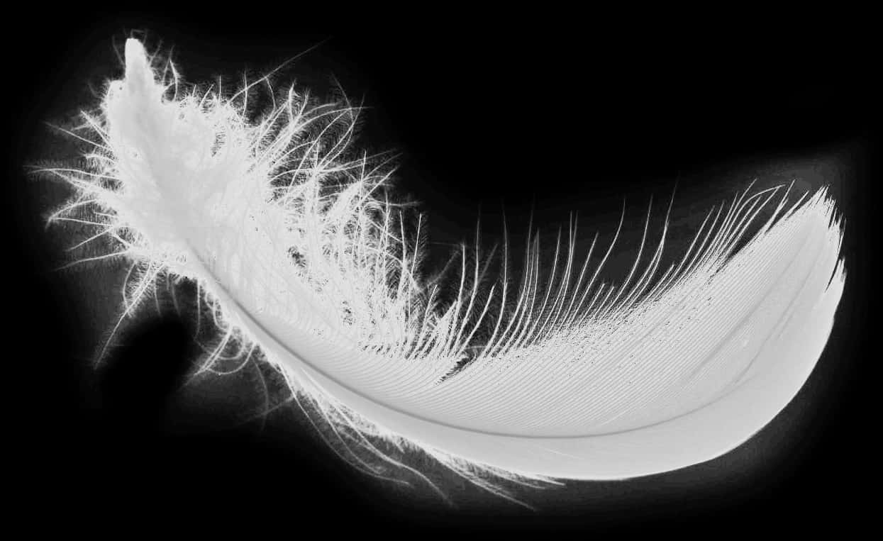 White Feather Png Download Image - Feather Png Real White, Transparent Png PNG with transparent background