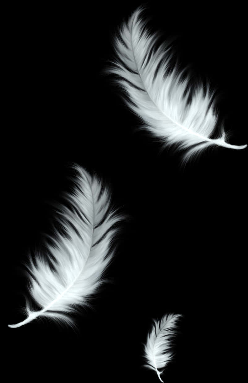 Elegant Feathersin Blackand White