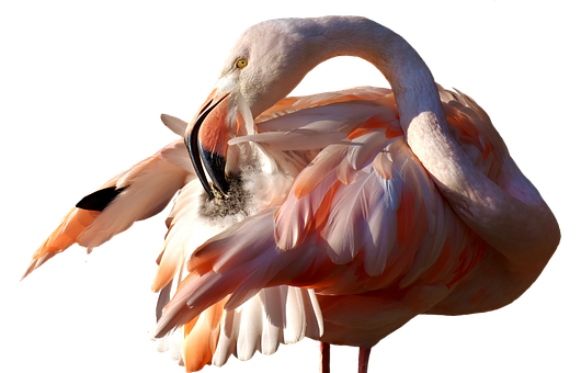 Elegant Flamingo Preening PNG with transparent background