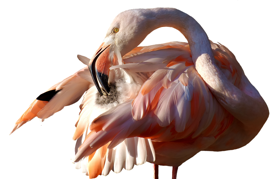 Elegant Flamingo Preening PNG with transparent background