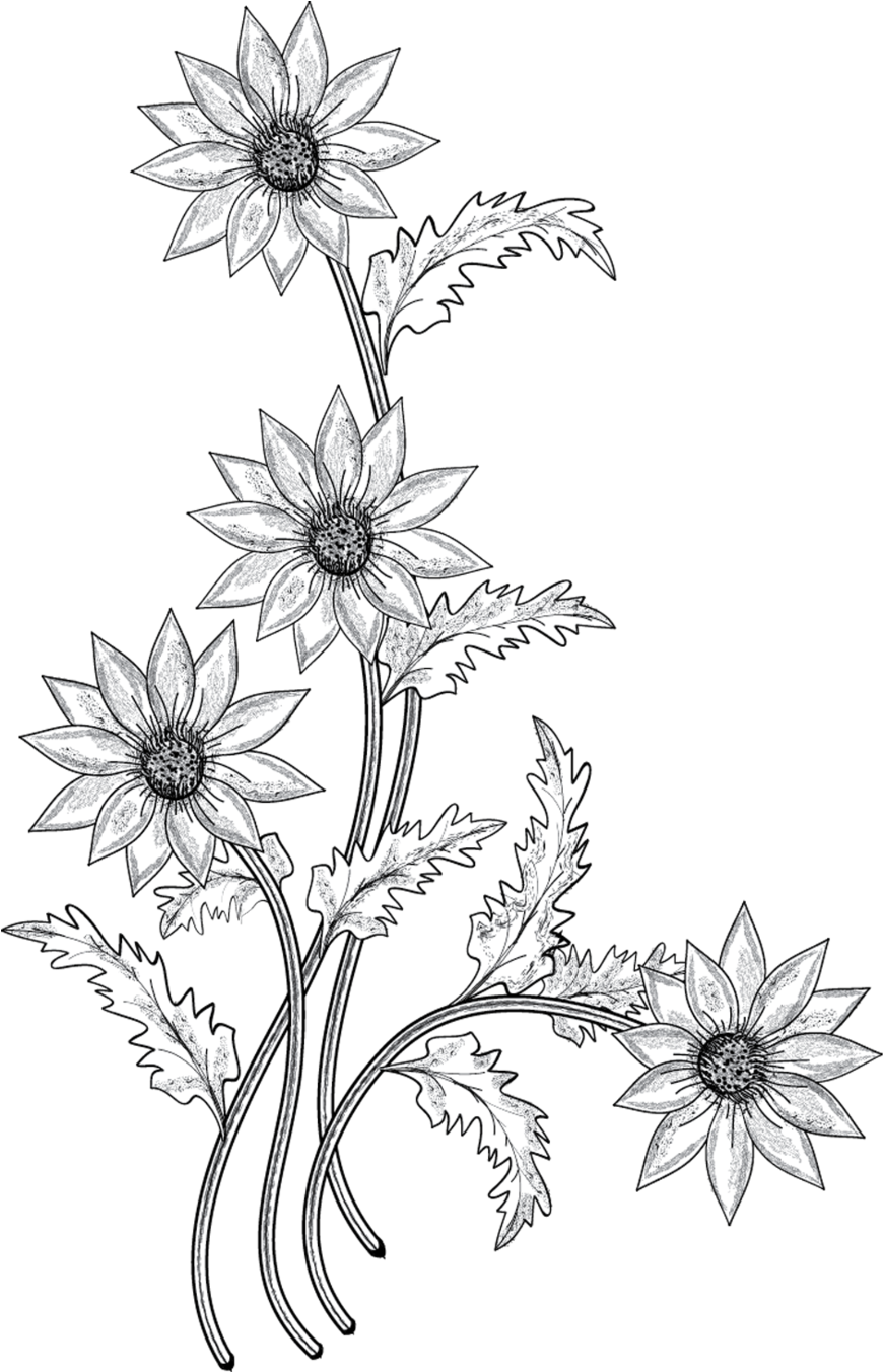 Flower Drawing Clip Art - White Png Flower Drawing, Transparent Png PNG with transparent background
