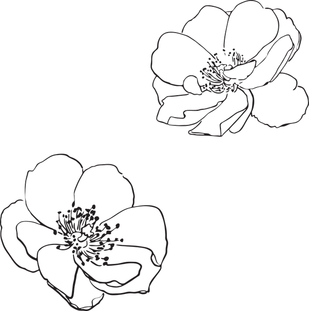Transparent Apple Blossom Png - Flower Outline Vector Png, Png Download PNG with transparent background