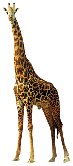 Elegant Giraffe Standing Isolated PNG with transparent background