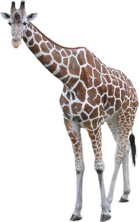 Elegant Giraffe Standing