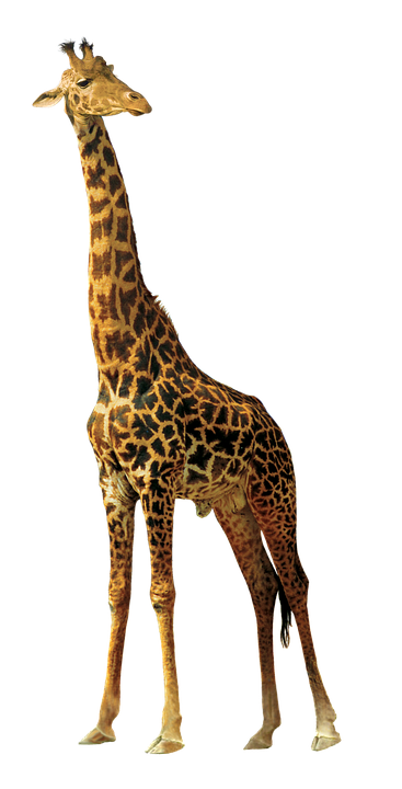 Elegant Giraffe Standing Tall