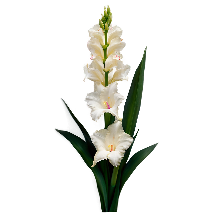 Elegant Gladiolus Arrangement Png Pma