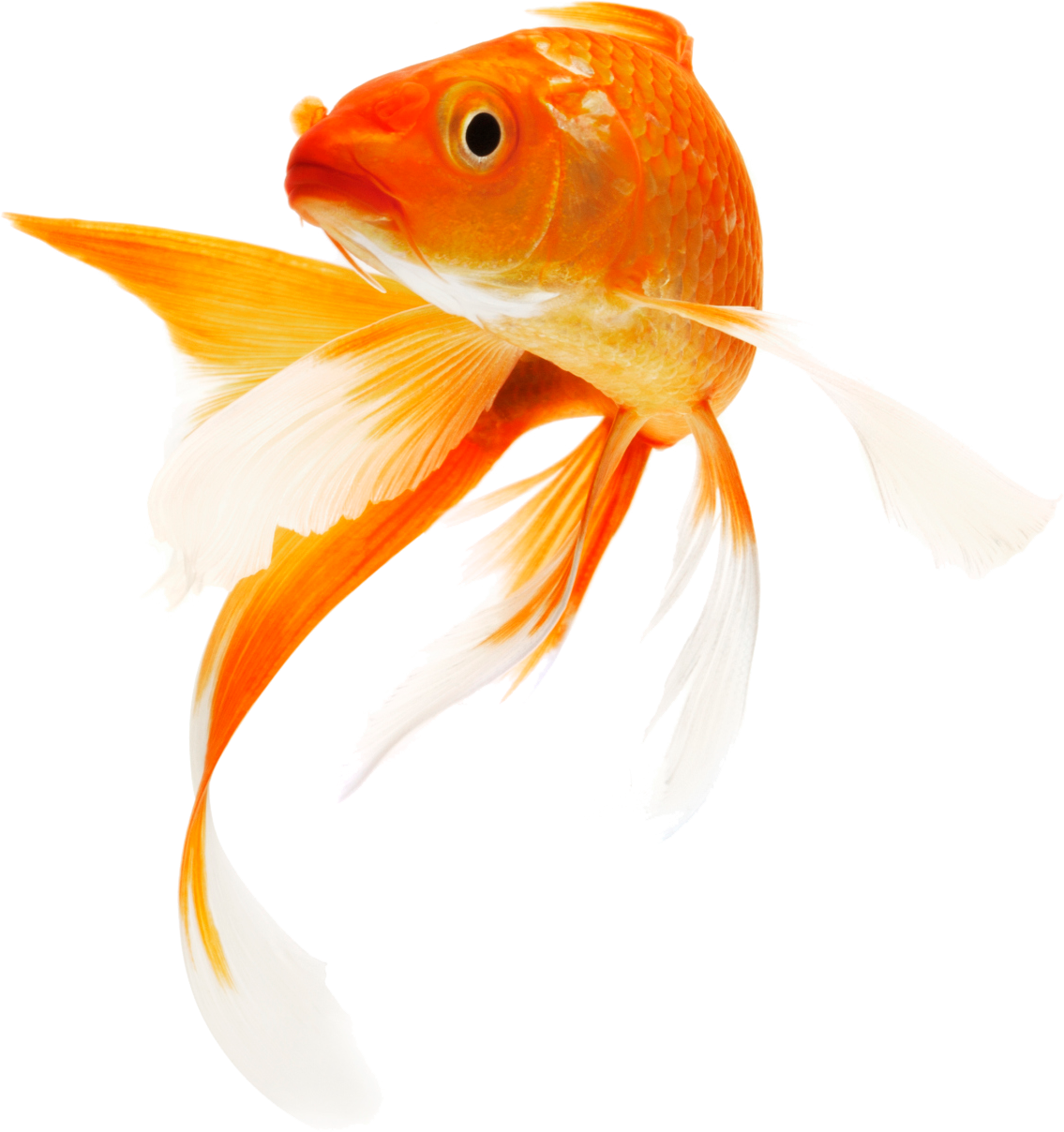 Elegant Goldfish Swimming.png