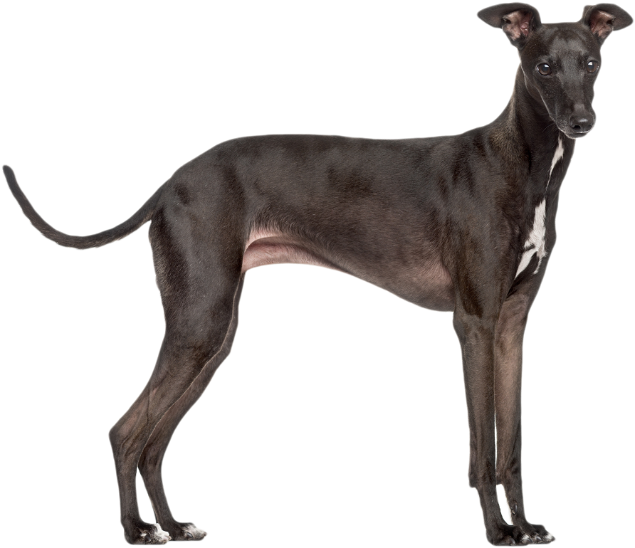 Elegant Greyhound Standing